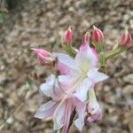 Rhododendron canescens Çiçek