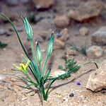 Gagea fibrosa Habit
