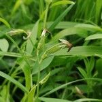 Vicia bithynica Annet