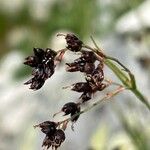 Luzula alpinopilosa Flower