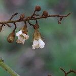 Piliostigma thonningii Λουλούδι
