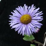 Erigeron multiradiatus Flower