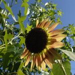 Helianthus annuus Lorea