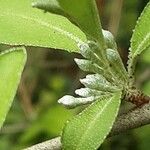 Elaeagnus umbellata Blüte
