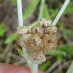 Pseudognaphalium luteoalbum Fruit