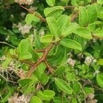 Gymnosporia putterlickioides Leaf