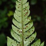 Polystichum transvaalense Blad