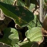 Convolvulus siculus Leaf