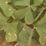 Oxalis incarnata ഇല