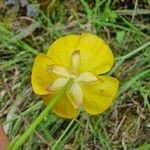 Ranunculus bupleuroides Flors