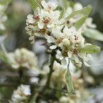 Pyrus salicifolia 花