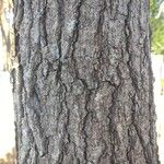 Quercus falcata Bark