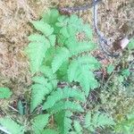 Gymnocarpium dryopteris Habitus