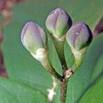 Morisonia frondosa Fruit