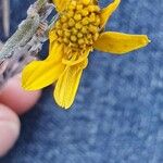 Eriophyllum lanatum Çiçek