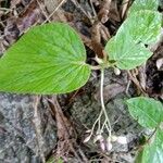 Begonia formosana Leaf