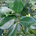 Psidium cattleianum Drugo