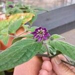 Capsicum pubescens Flor
