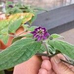 Capsicum pubescens Flower