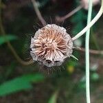 Scabiosa ochroleuca 果実