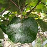 Actinidia deliciosa Hoja