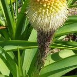 Kniphofia northiae