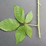 Rubus pallidus Leaf