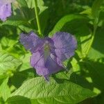 Ruellia geminiflora ᱵᱟᱦᱟ
