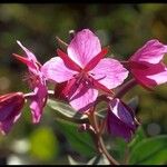 Chamerion latifolium Λουλούδι