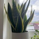 Sansevieria trifasciata Leaf