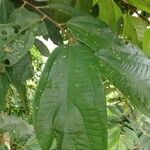 Duboscia macrocarpa Hoja