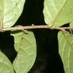 Dichapetalum axillare 叶