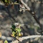 Baccharis pilularis Fiore