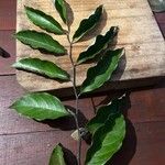 Geissospermum argenteum Hoja
