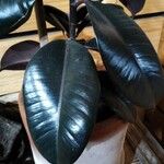 Ficus elasticaList