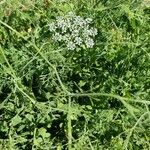 Pimpinella anisum Buveinė