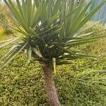 Yucca aloifoliaLeaf