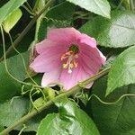 Passiflora tripartita Flors