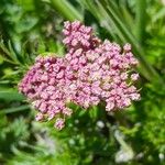 Mutellina purpurea Flower