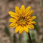 Wyethia angustifolia Flor