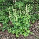 Tellima grandiflora पत्ता