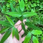 Desmodium paniculatum Leaf