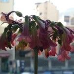 Kalanchoe delagoensis Fleur