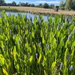 Pontederia cordata Агульны выгляд