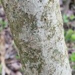 Ligustrum sinense Bark