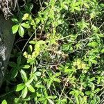 Alchemilla saxatilis Hoja
