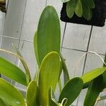 Pleurothallis quadrifida 葉