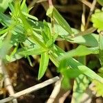 Stellaria graminea 叶