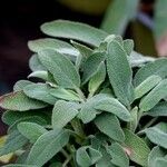 Salvia officinalis Φύλλο