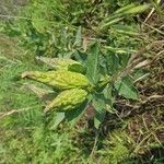 Asclepias viridis Leaf